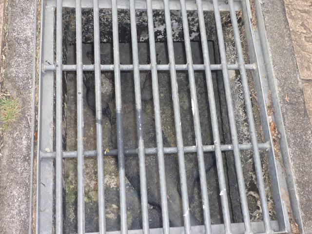 アフィリエイトで１億円以上を稼いだ、毎月１カ国旅行中のヒマリッチ社長、川島和正の日記-マレーシア1-17