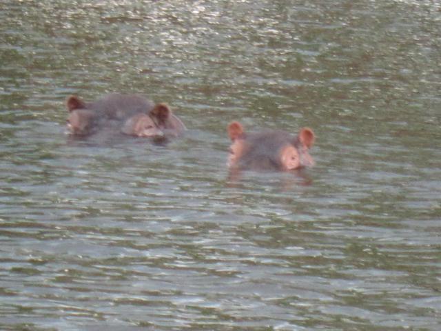 ブログとメールマガジンで年収１億円稼ぐ、世界を旅するヒマリッチ社長、川島和正の日記-サファリ
