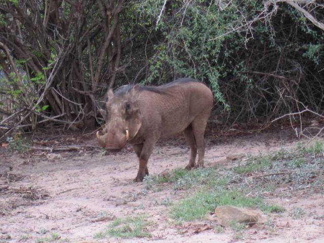 ブログとメールマガジンで年収１億円稼ぐ、世界を旅するヒマリッチ社長、川島和正の日記-サファリ