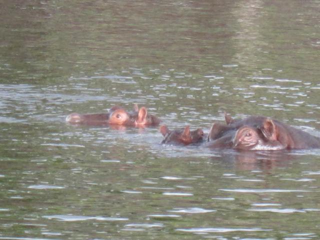ブログとメールマガジンで年収１億円稼ぐ、世界を旅するヒマリッチ社長、川島和正の日記-サファリ