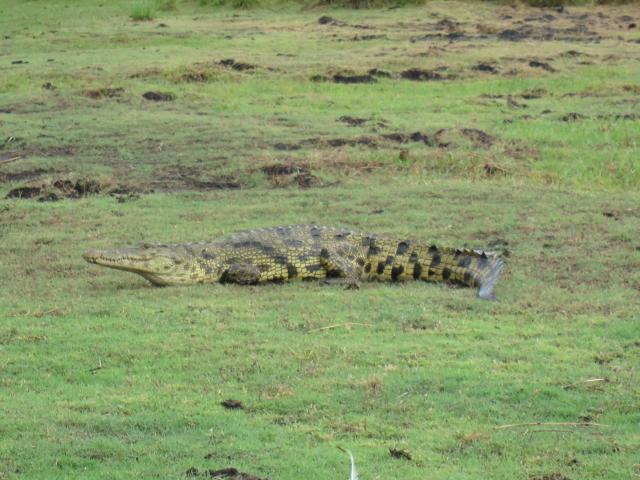 ブログとメールマガジンで年収１億円稼ぐ、世界を旅するヒマリッチ社長、川島和正の日記-サファリ
