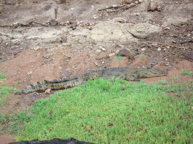 ブログとメールマガジンで年収１億円稼ぐ、世界を旅するヒマリッチ社長、川島和正の日記-サファリ
