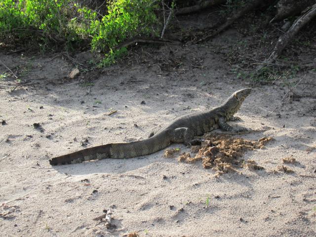 ブログとメールマガジンで年収１億円稼ぐ、世界を旅するヒマリッチ社長、川島和正の日記-サファリ