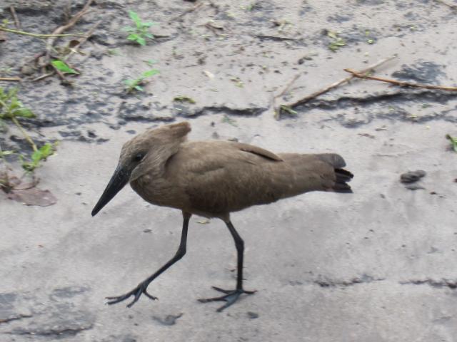 ブログとメールマガジンで年収１億円稼ぐ、世界を旅するヒマリッチ社長、川島和正の日記-サファリ