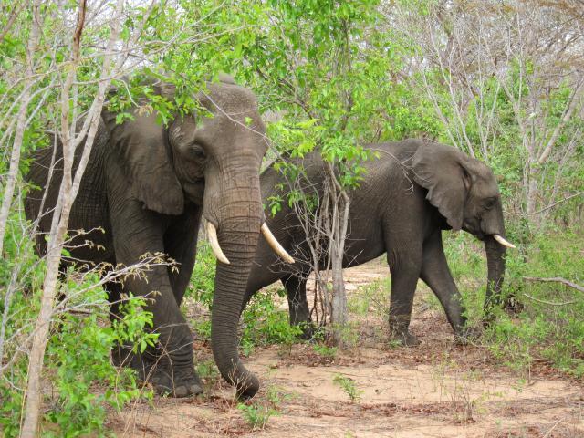ブログとメールマガジンで年収１億円稼ぐ、世界を旅するヒマリッチ社長、川島和正の日記-サファリ