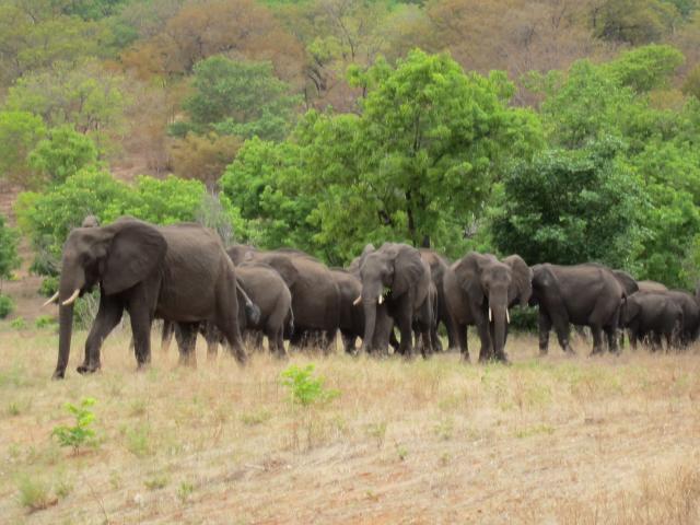 ブログとメールマガジンで年収１億円稼ぐ、世界を旅するヒマリッチ社長、川島和正の日記-サファリ