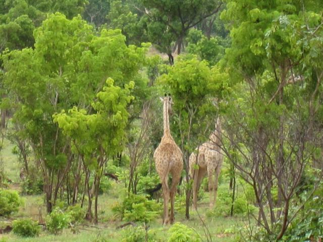 ブログとメールマガジンで年収１億円稼ぐ、世界を旅するヒマリッチ社長、川島和正の日記-サファリ