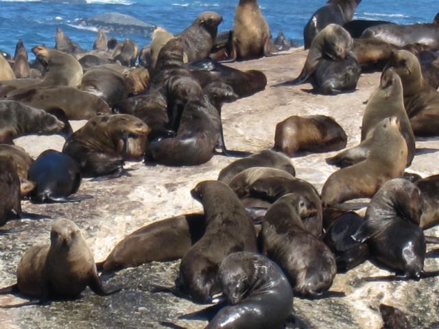 ブログとメールマガジンで年収１億円稼ぐ、世界を旅するヒマリッチ社長、川島和正の日記-南アフリカ,ケープタウン1-9