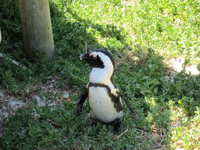 ブログとメールマガジンで年収１億円稼ぐ、世界を旅するヒマリッチ社長、川島和正の日記-南アフリカ,ケープタウン1-20
