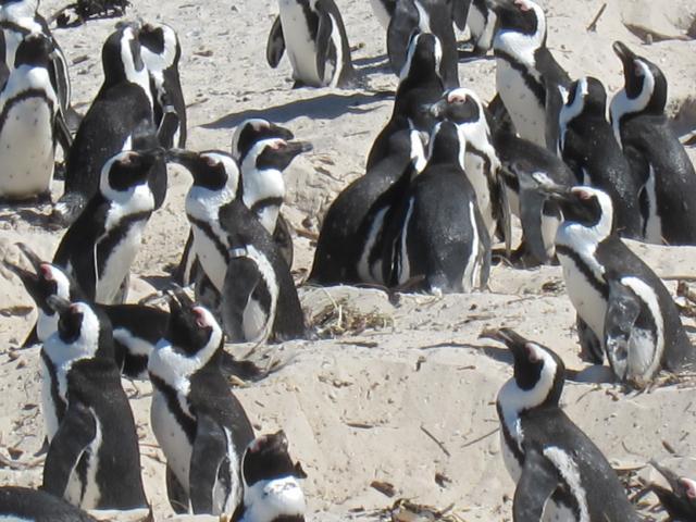 ブログとメールマガジンで年収１億円稼ぐ、世界を旅するヒマリッチ社長、川島和正の日記-南アフリカ,ケープタウン1-19
