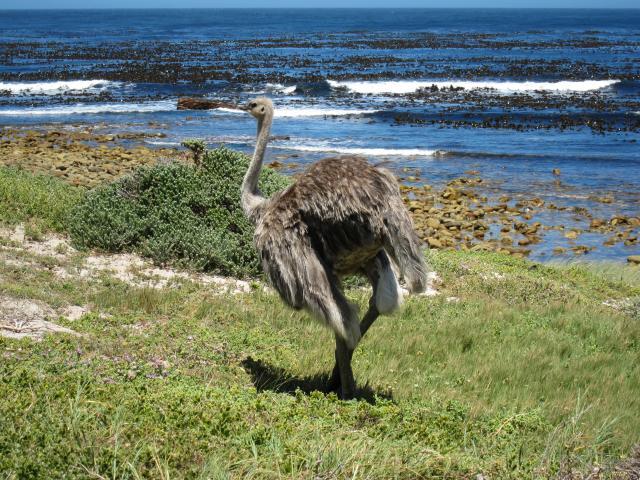 ブログとメールマガジンで年収１億円稼ぐ、世界を旅するヒマリッチ社長、川島和正の日記-南アフリカ,ケープタウン1-12
