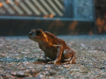 世界を旅する年収1億スーパーアフィリエイター 川島和正オフィシャルブログ Powered by Ameba-frog3