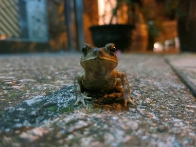 世界を旅する年収1億スーパーアフィリエイター 川島和正オフィシャルブログ Powered by Ameba-frog4