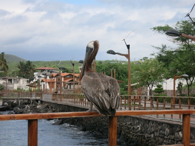 世界を旅する年収１億円ブロガー　川島和正オフィシャルブログ　Powered by Ameba-Galapagos1-3