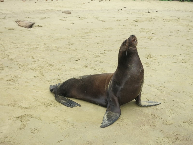 世界を旅する年収１億円ブロガー　川島和正オフィシャルブログ　Powered by Ameba-Galapagos2-6