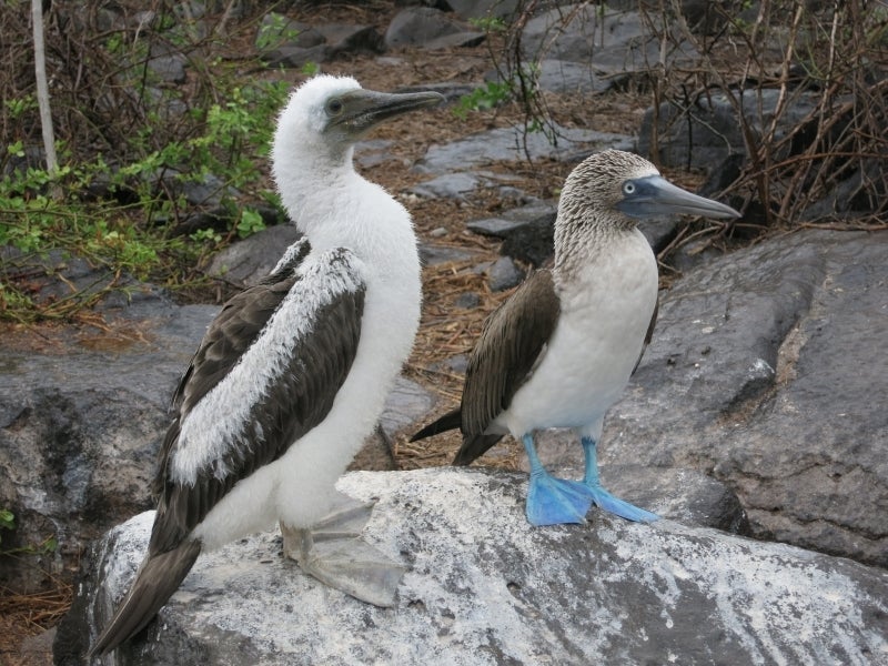 世界を旅する年収１億円ブロガー　川島和正オフィシャルブログ　Powered by Ameba-Galapagos3-4