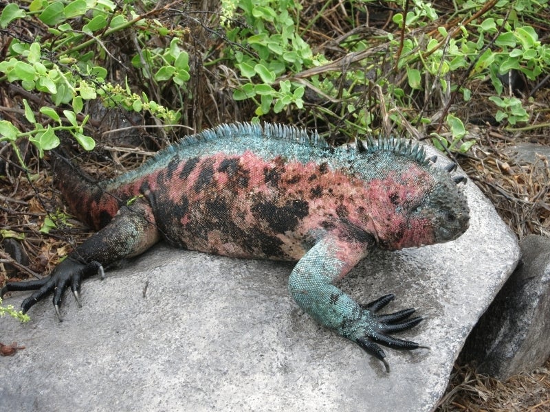 世界を旅する年収１億円ブロガー　川島和正オフィシャルブログ　Powered by Ameba-Galapagos3-7