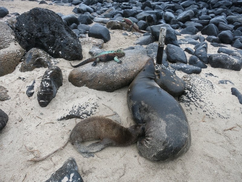 世界を旅する年収１億円ブロガー　川島和正オフィシャルブログ　Powered by Ameba-Galapagos3-2