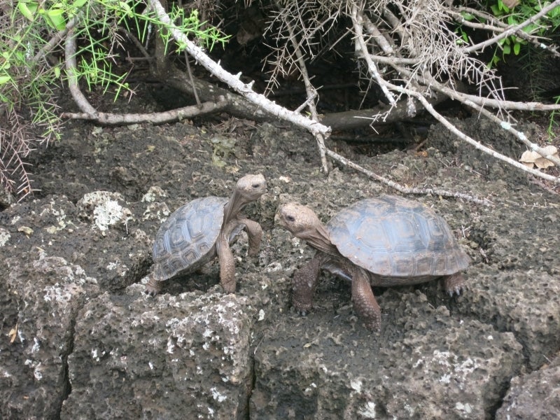 世界を旅する年収1億円ブロガー 川島和正オフィシャルブログ Powered by Ameba-Galapagos5-6