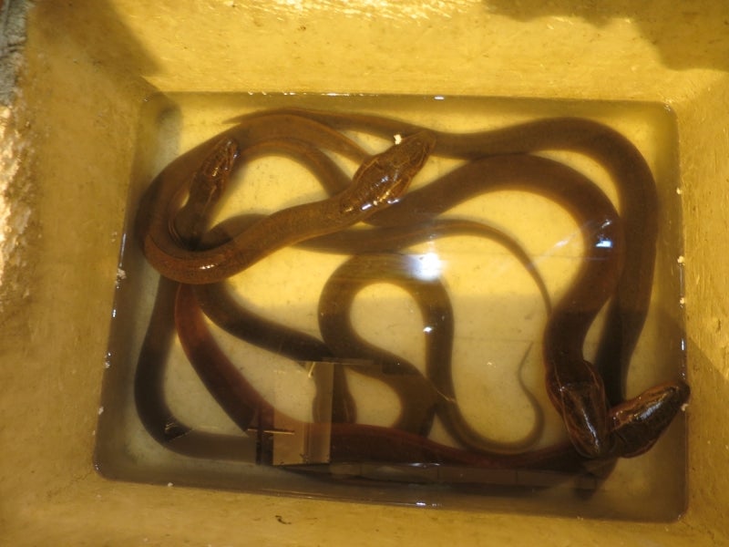 Turtle&Snake3