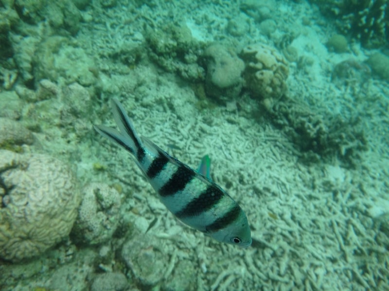 Cebu6-14