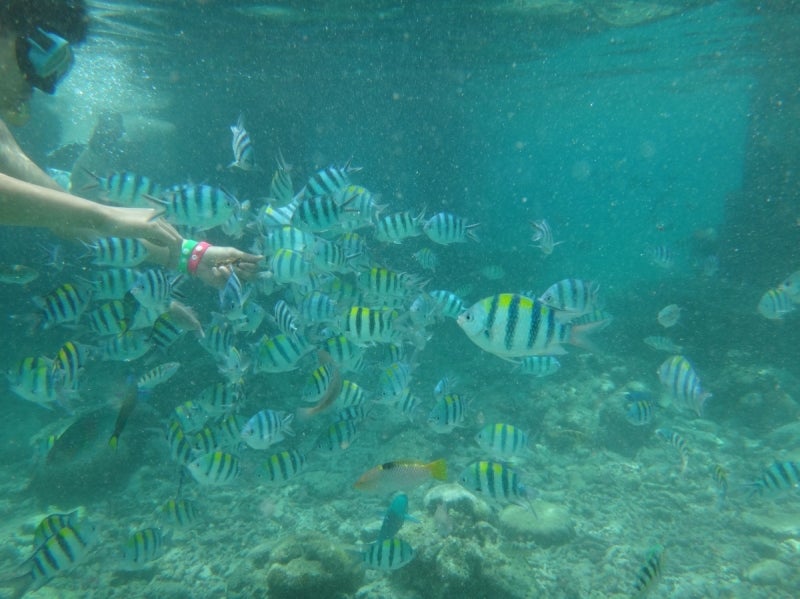 Cebu6-15