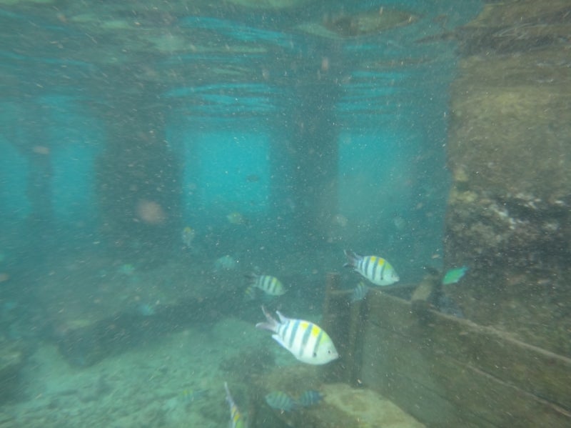 Cebu6-12