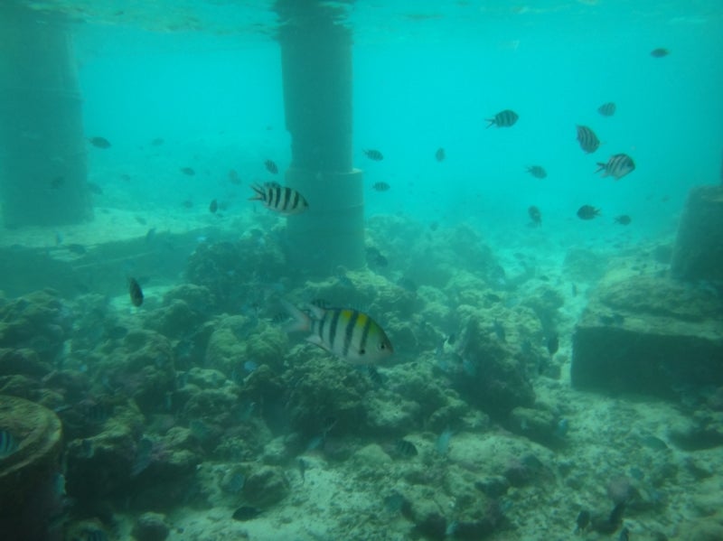 Cebu6-13
