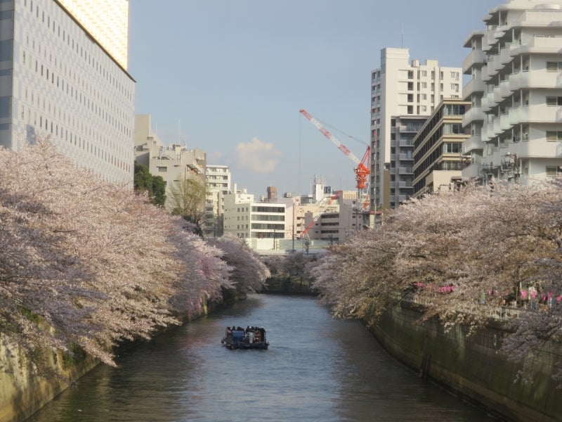 目黒川の桜2