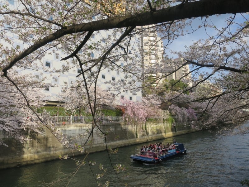 目黒川の桜1
