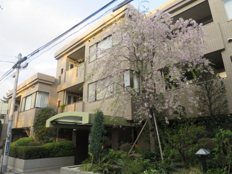 目黒川の桜6