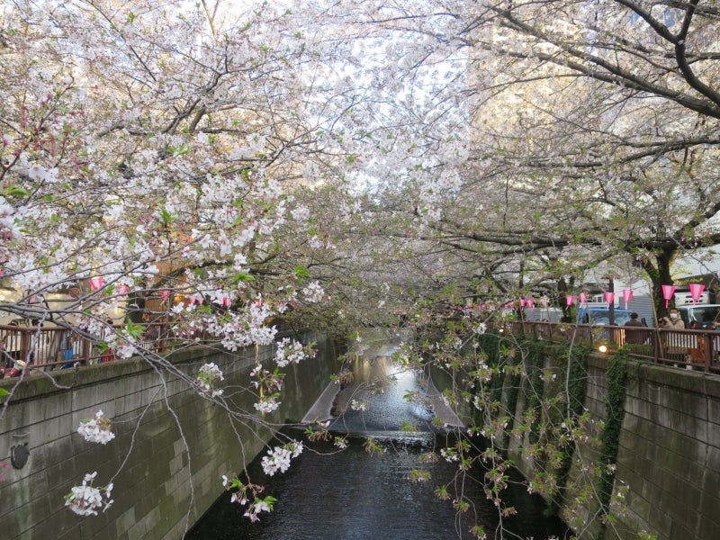 目黒川の桜4
