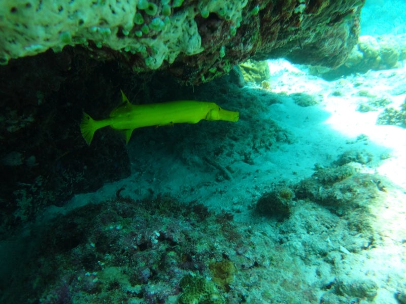 CebuDiving7