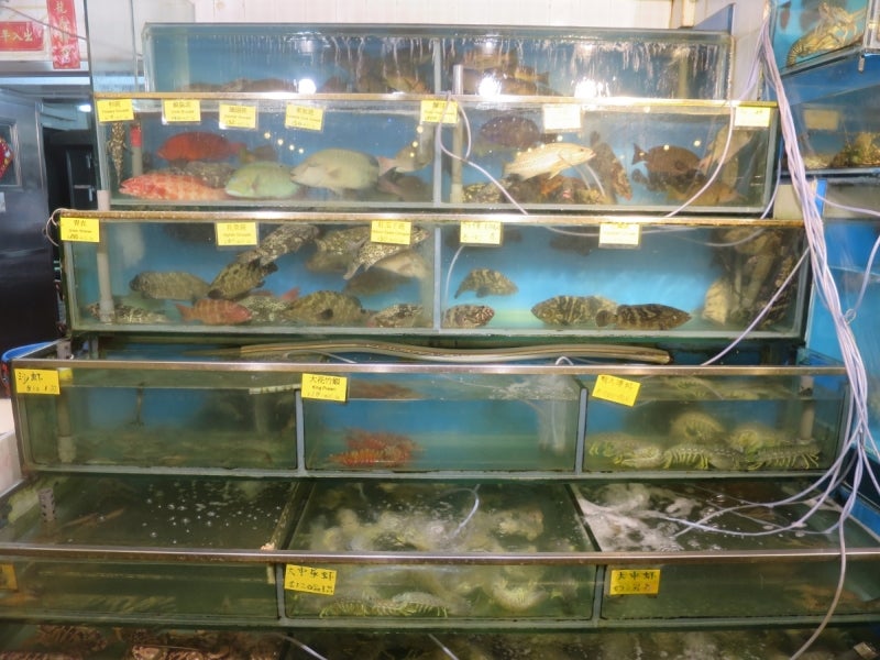 LammaIsland14