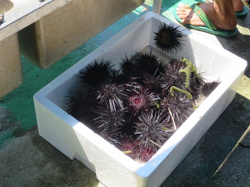 SeaUrchin9