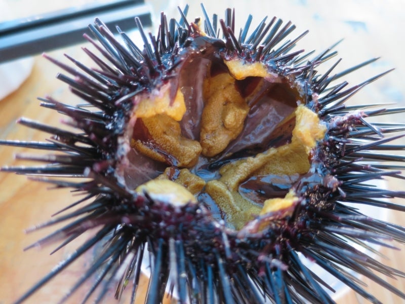 SeaUrchin12