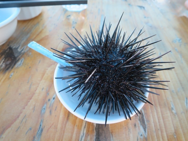 SeaUrchin11