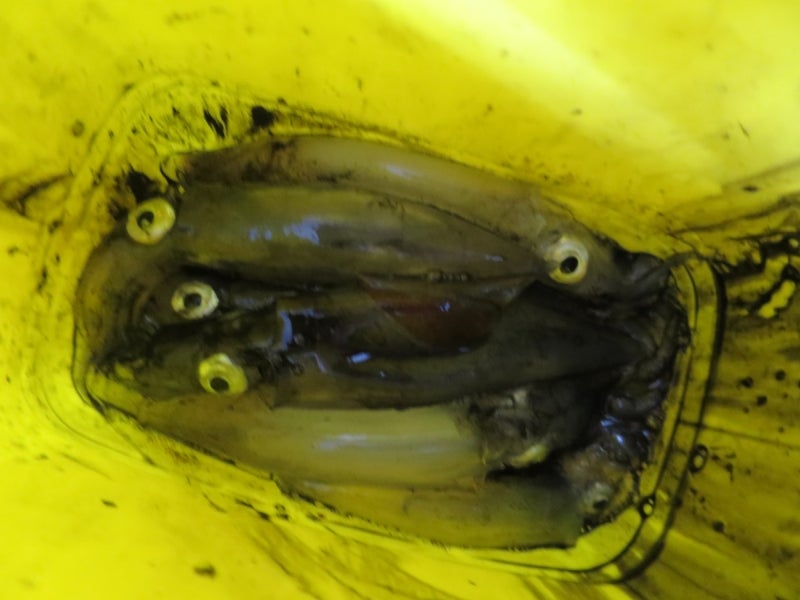 SquidFishing6