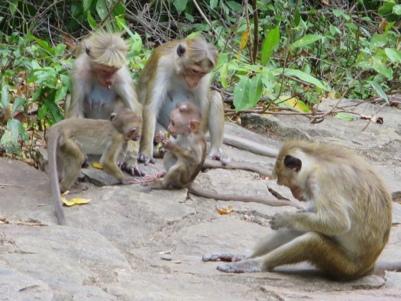 Dumbulla,SriLanka7