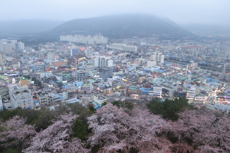 鎮海桜祭17