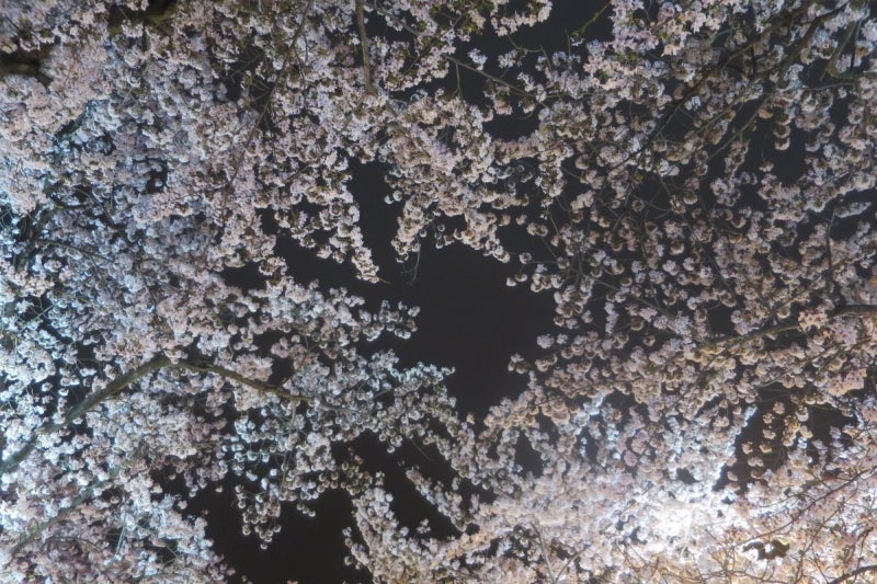 鎮海桜祭24