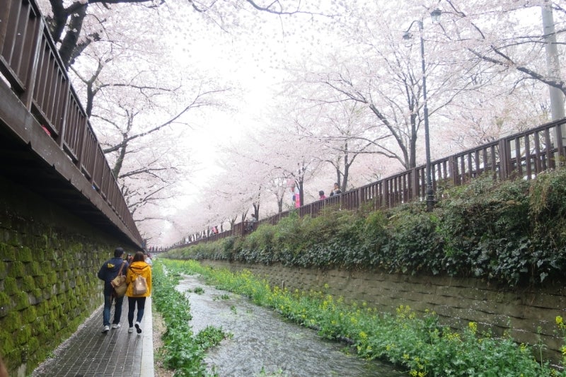 鎮海桜祭3