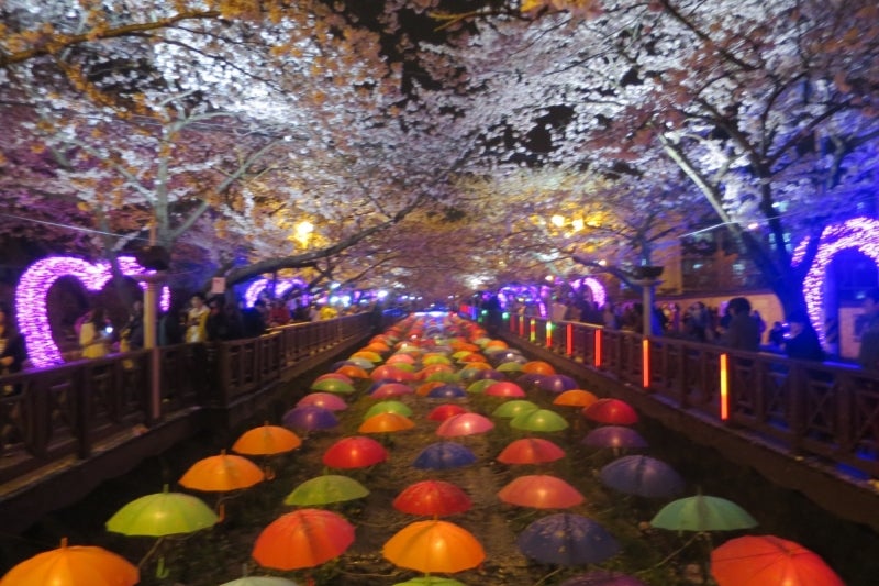 鎮海桜祭25