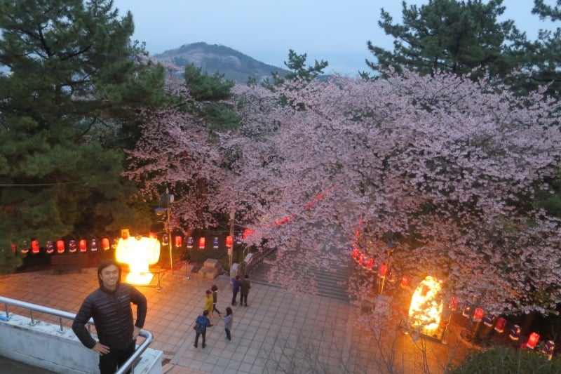 鎮海桜祭19