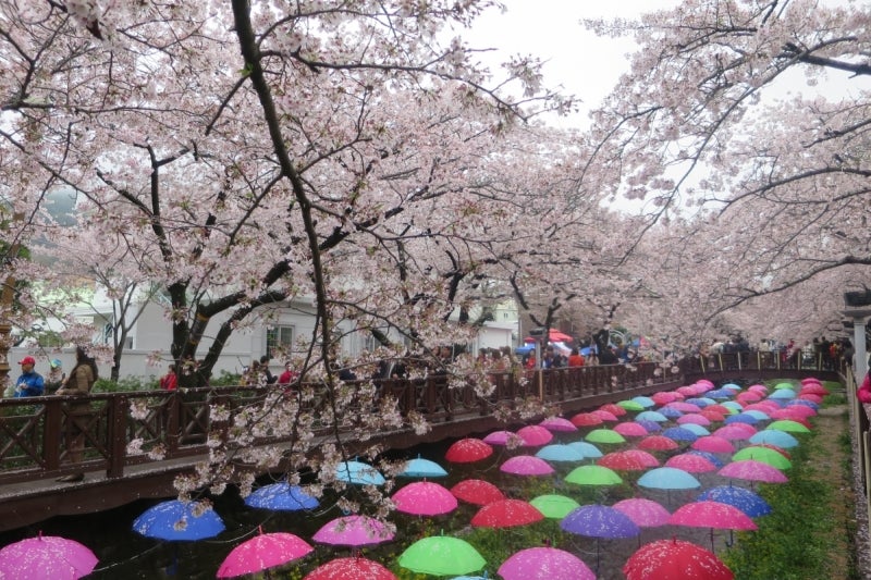 鎮海桜祭4