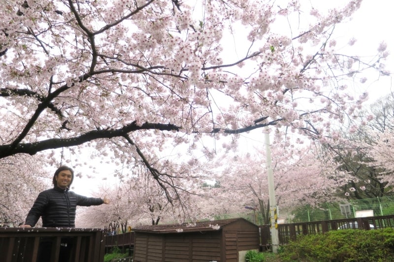 鎮海桜祭2