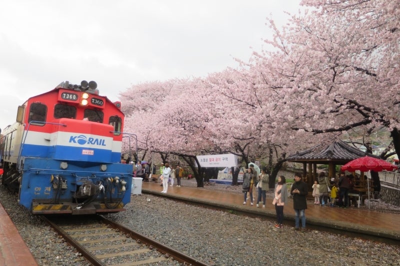 鎮海桜祭2-9