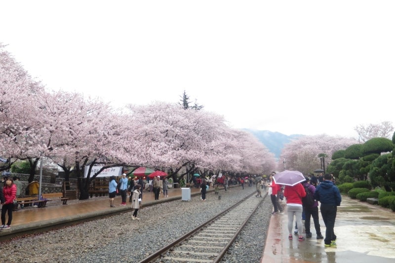 鎮海桜祭2-8