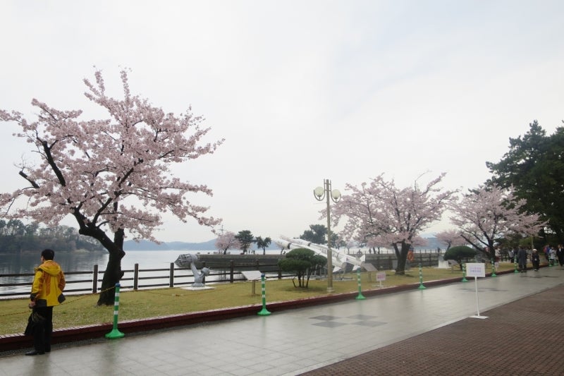 鎮海桜祭2-6