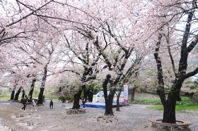 鎮海桜祭2-12